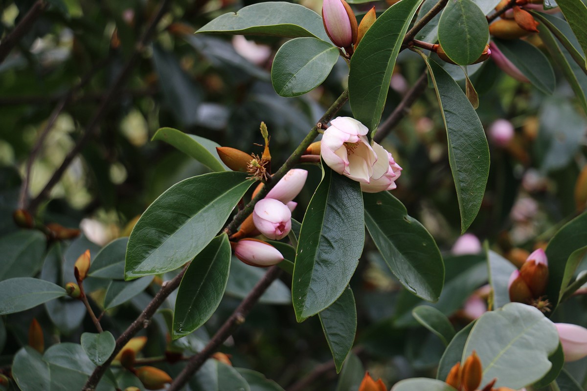 Magnolia Fairy Blush  syn. Michelia Fairy Blush (1).jpg